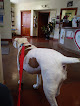 Pet boarding services De Anza Animal Clinic in Albuquerque in New Mexico