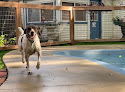 Pet boarding services Deb's Riverview Kennels in Leavenworth in KS