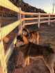 Pet boarding services Debsdogdays in Romoland in California