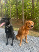 Pet boarding services Deer Creek Farm in Carthage in NC