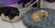 Pet boarding services Dee's All Breed Pet Resort in Grant-Valkaria in Florida