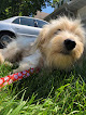 Pet boarding services Deja's Doggie Camp in Oak Grove in MN