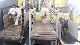 Pet boarding services Derty Dog Canine Retreat & Fitness in Brentwood in California