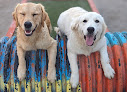 Pet boarding services Desert Dog Daycare in Salt Lake City in Utah