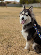 Pet boarding services Desert Oasis Pet Retreat in Chandler in Arizona