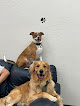 Pet boarding services Desert Pups in Mesa in Arizona