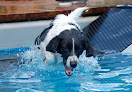 Pet boarding services Desperate Dogs in Winder in GA