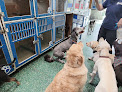 Pet boarding services Diggity Dog Resort in Salt Lake City in Utah