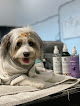 Pet boarding services Digs Canine Hotel Spa & Daycare in Brooklyn in Kings