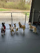 Pet boarding services Dinky Dog Daycare And Boarding in Middletown in OH