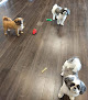 Pet boarding services Divine K-nine in Olathe in Kansas