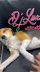 Pet boarding services Dluxurious Paws in Baltimore in Maryland