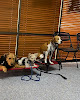 Pet boarding services Dog 2 Dog Training in Salt Lake City in Salt Lake