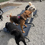 Pet boarding services Dog Boarding At Holler Hounds Llc in Stanton in KY