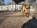 Pet boarding services Dog Boarding At The Beach in Myrtle Beach in South Carolina