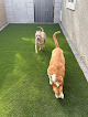 Pet boarding services Dog Boarding & Day Care in Surprise in Arizona