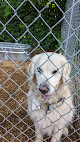 Pet boarding services Dog Boarding & Day-care Munster Abbey Kennels in Minot in Maine