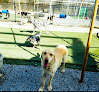 Pet boarding services Dog & Company in Cookeville in Putnam