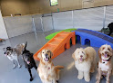 Pet boarding services Dog Culture in Greenville in South Carolina