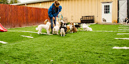 Pet boarding services Dog Day Afternoon Pet Resort in Topeka in Kansas