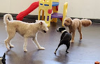 Pet boarding services Dog Days Daycare & Boarding in St Paul in MN