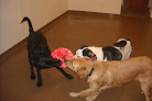 Pet boarding services Dog Days Inn & Cat House in Gardner in KS