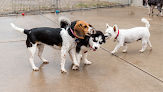 Pet boarding services Dog Days Of Sommer in Wichita in KS