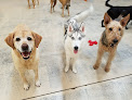 Pet boarding services Dog Days in Tempe in Arizona