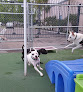 Pet boarding services Dog Dayz Of California in Oceanside in CA