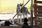 Pet boarding services Dog Dude Ranch in Miami in Florida