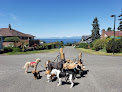 Pet boarding services Dog Dude Taylor in Seattle in WA