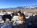 Pet boarding services Dog Gone Amazing Dog Training And Boarding in Reno in Nevada