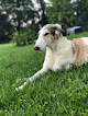 Pet boarding services Dog Gone Good Kennels in Scott in Louisiana