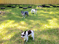 Pet boarding services Dog Gone Right, L.l.c. in Hammond in Louisiana