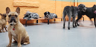 Pet boarding services Dog Hotel-daycare-dog Grooming-paws Gurus Harlem in New York in Manhattan