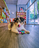 Pet boarding services Dog Hotels Coral Gables in Coral Gables in Miami-Dade