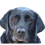 Pet boarding services Dog House Kennels in Pelican Rapids in MN