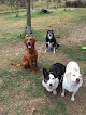 Pet boarding services Dog House Lodge in Haines City in Florida