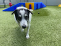 Pet boarding services Dog Mountain Pet Resort And Spa in Hoschton in GA