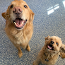 Pet boarding services Dog Pawz Veterinary Center & Pet Resort in Prairie Village in KS