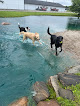 Pet boarding services Dog Ranch in Bruce Township in MI