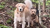 Pet boarding services Dog Tales Board & Groom in Hyde Park in Lamoille