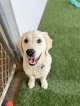 Pet boarding services Dog U in Homewood in Alabama