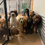 Pet boarding services Dog Wellness Club in Minneapolis in MN