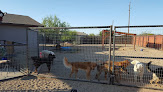 Pet boarding services Dog-gone Purrr-fect Pet Sitting & Doggie Day Care in Phoenix in Arizona