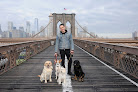 Pet boarding services Dogboy Nyc in Brooklyn in Brooklyn