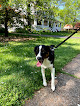 Pet boarding services Dogfather Inn in Granite City in Madison