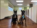 Pet boarding services Dogfellas Daycare And Day Spa in Warwick in RI