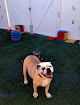 Pet boarding services Doggie Daycare & Boarding Services in Spring Hill in Hernando