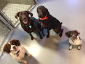 Pet boarding services Doggie Days Boarding, Daycare, And Grooming in Pendergrass in GA